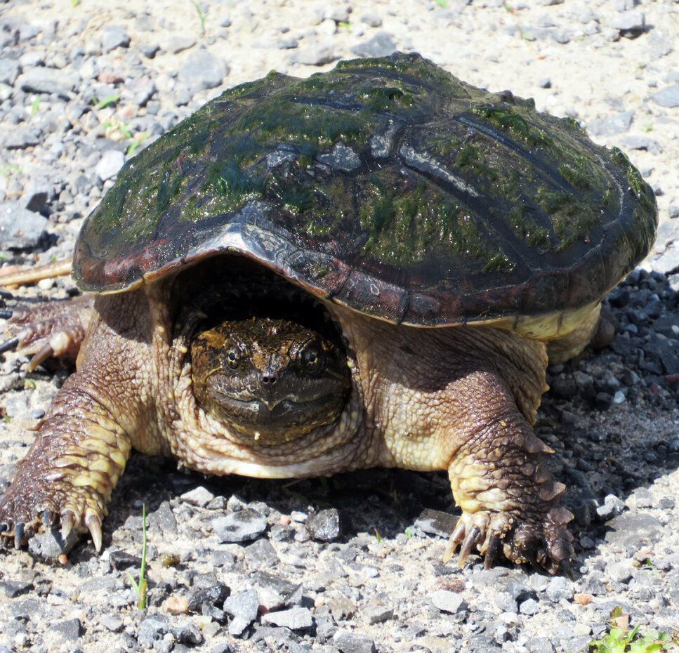 rough & swellHUNTER OFF TURTLE フリースタートル Drivers urged to watch for turtles during nesting season in St